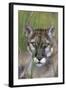 Florida Panther (Felis Concolor) in Sawgrass, South Florida, USA-Lynn M^ Stone-Framed Photographic Print