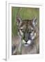 Florida Panther (Felis Concolor) in Sawgrass, South Florida, USA-Lynn M^ Stone-Framed Photographic Print