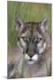 Florida Panther (Felis Concolor) in Sawgrass, South Florida, USA-Lynn M^ Stone-Mounted Photographic Print