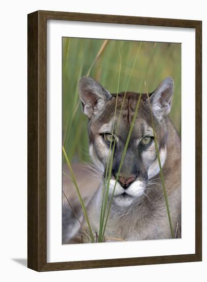 Florida Panther (Felis Concolor) in Sawgrass, South Florida, USA-Lynn M^ Stone-Framed Photographic Print