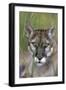 Florida Panther (Felis Concolor) in Sawgrass, South Florida, USA-Lynn M^ Stone-Framed Photographic Print