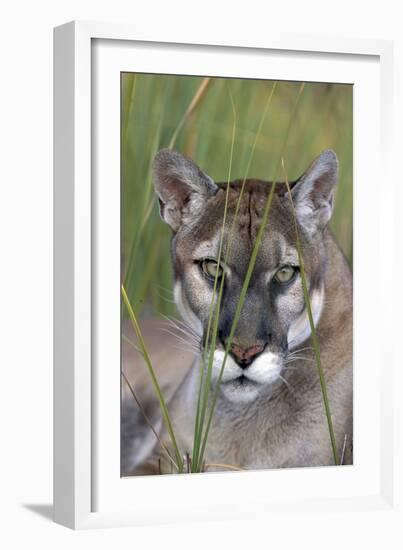 Florida Panther (Felis Concolor) in Sawgrass, South Florida, USA-Lynn M^ Stone-Framed Photographic Print