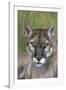 Florida Panther (Felis Concolor) in Sawgrass, South Florida, USA-Lynn M^ Stone-Framed Photographic Print