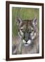 Florida Panther (Felis Concolor) in Sawgrass, South Florida, USA-Lynn M^ Stone-Framed Photographic Print