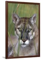Florida Panther (Felis Concolor) in Sawgrass, South Florida, USA-Lynn M^ Stone-Framed Photographic Print