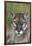 Florida Panther (Felis Concolor) in Sawgrass, South Florida, USA-Lynn M^ Stone-Framed Photographic Print