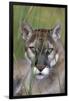 Florida Panther (Felis Concolor) in Sawgrass, South Florida, USA-Lynn M^ Stone-Framed Photographic Print