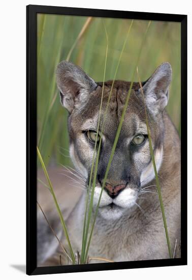 Florida Panther (Felis Concolor) in Sawgrass, South Florida, USA-Lynn M^ Stone-Framed Photographic Print