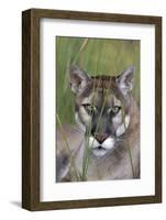 Florida Panther (Felis Concolor) in Sawgrass, South Florida, USA-Lynn M^ Stone-Framed Photographic Print