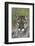 Florida Panther (Felis Concolor) in Sawgrass, South Florida, USA-Lynn M^ Stone-Framed Photographic Print