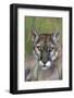 Florida Panther (Felis Concolor) in Sawgrass, South Florida, USA-Lynn M^ Stone-Framed Photographic Print