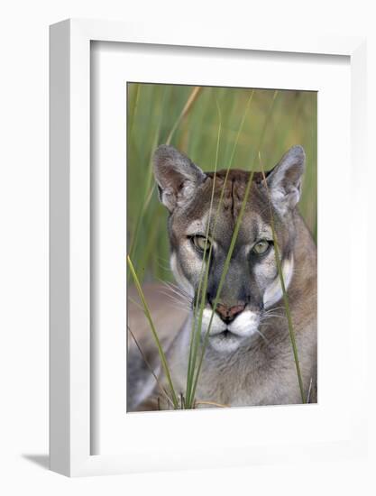 Florida Panther (Felis Concolor) in Sawgrass, South Florida, USA-Lynn M^ Stone-Framed Photographic Print