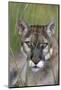 Florida Panther (Felis Concolor) in Sawgrass, South Florida, USA-Lynn M^ Stone-Mounted Photographic Print