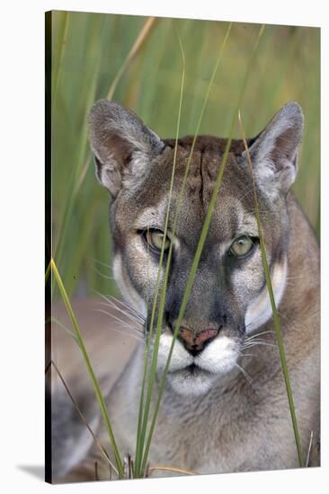 Florida Panther (Felis Concolor) in Sawgrass, South Florida, USA-Lynn M^ Stone-Stretched Canvas