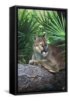Florida Panther (Felis Concolor) on Fallen Pine Branch Among Saw Palmettos, South Florida, USA-Lynn M^ Stone-Framed Stretched Canvas