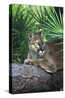 Florida Panther (Felis Concolor) on Fallen Pine Branch Among Saw Palmettos, South Florida, USA-Lynn M^ Stone-Stretched Canvas