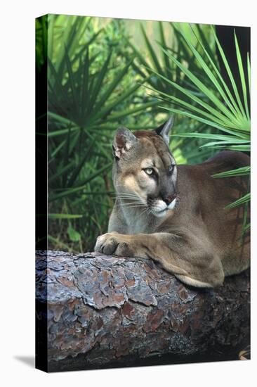 Florida Panther (Felis Concolor) on Fallen Pine Branch Among Saw Palmettos, South Florida, USA-Lynn M^ Stone-Stretched Canvas