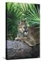 Florida Panther (Felis Concolor) on Fallen Pine Branch Among Saw Palmettos, South Florida, USA-Lynn M^ Stone-Stretched Canvas