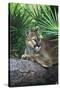 Florida Panther (Felis Concolor) on Fallen Pine Branch Among Saw Palmettos, South Florida, USA-Lynn M^ Stone-Stretched Canvas