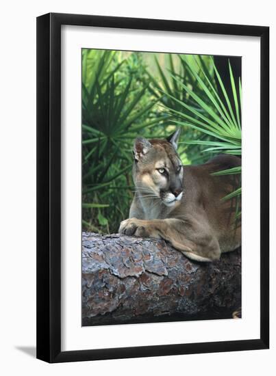 Florida Panther (Felis Concolor) on Fallen Pine Branch Among Saw Palmettos, South Florida, USA-Lynn M^ Stone-Framed Premium Photographic Print