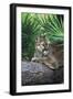 Florida Panther (Felis Concolor) on Fallen Pine Branch Among Saw Palmettos, South Florida, USA-Lynn M^ Stone-Framed Premium Photographic Print