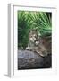 Florida Panther (Felis Concolor) on Fallen Pine Branch Among Saw Palmettos, South Florida, USA-Lynn M^ Stone-Framed Premium Photographic Print