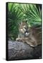 Florida Panther (Felis Concolor) on Fallen Pine Branch Among Saw Palmettos, South Florida, USA-Lynn M^ Stone-Framed Stretched Canvas