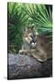 Florida Panther (Felis Concolor) on Fallen Pine Branch Among Saw Palmettos, South Florida, USA-Lynn M^ Stone-Stretched Canvas