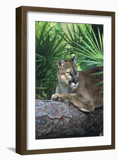 Florida Panther (Felis Concolor) on Fallen Pine Branch Among Saw Palmettos, South Florida, USA-Lynn M^ Stone-Framed Photographic Print