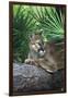 Florida Panther (Felis Concolor) on Fallen Pine Branch Among Saw Palmettos, South Florida, USA-Lynn M^ Stone-Framed Photographic Print