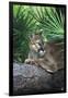 Florida Panther (Felis Concolor) on Fallen Pine Branch Among Saw Palmettos, South Florida, USA-Lynn M^ Stone-Framed Photographic Print