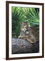 Florida Panther (Felis Concolor) on Fallen Pine Branch Among Saw Palmettos, South Florida, USA-Lynn M^ Stone-Framed Photographic Print