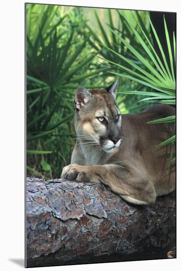 Florida Panther (Felis Concolor) on Fallen Pine Branch Among Saw Palmettos, South Florida, USA-Lynn M^ Stone-Mounted Photographic Print