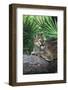 Florida Panther (Felis Concolor) on Fallen Pine Branch Among Saw Palmettos, South Florida, USA-Lynn M^ Stone-Framed Photographic Print