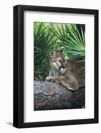 Florida Panther (Felis Concolor) on Fallen Pine Branch Among Saw Palmettos, South Florida, USA-Lynn M^ Stone-Framed Photographic Print