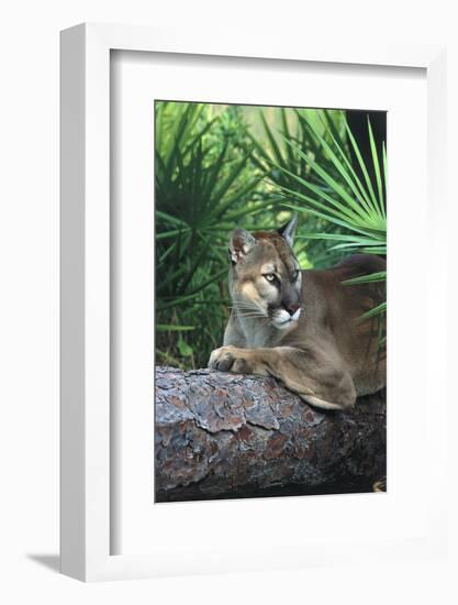 Florida Panther (Felis Concolor) on Fallen Pine Branch Among Saw Palmettos, South Florida, USA-Lynn M^ Stone-Framed Photographic Print