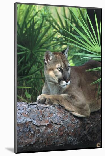 Florida Panther (Felis Concolor) on Fallen Pine Branch Among Saw Palmettos, South Florida, USA-Lynn M^ Stone-Mounted Photographic Print