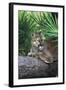 Florida Panther (Felis Concolor) on Fallen Pine Branch Among Saw Palmettos, South Florida, USA-Lynn M^ Stone-Framed Photographic Print