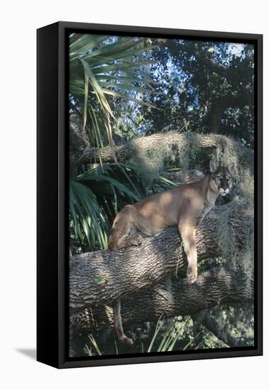 Florida Panther (Felis Concolor) on Oak Branch in Woodland Hammock, South Florida, USA-Lynn M^ Stone-Framed Stretched Canvas