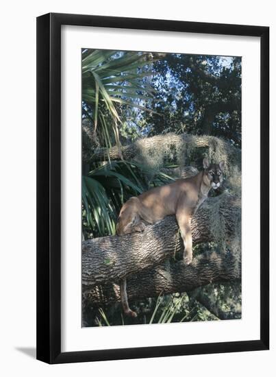 Florida Panther (Felis Concolor) on Oak Branch in Woodland Hammock, South Florida, USA-Lynn M^ Stone-Framed Premium Photographic Print