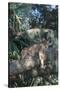 Florida Panther (Felis Concolor) on Oak Branch in Woodland Hammock, South Florida, USA-Lynn M^ Stone-Stretched Canvas