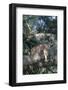 Florida Panther (Felis Concolor) on Oak Branch in Woodland Hammock, South Florida, USA-Lynn M^ Stone-Framed Photographic Print