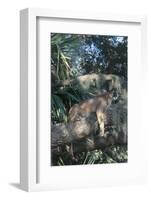 Florida Panther (Felis Concolor) on Oak Branch in Woodland Hammock, South Florida, USA-Lynn M^ Stone-Framed Photographic Print