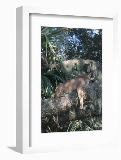 Florida Panther (Felis Concolor) on Oak Branch in Woodland Hammock, South Florida, USA-Lynn M^ Stone-Framed Photographic Print