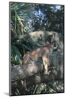 Florida Panther (Felis Concolor) on Oak Branch in Woodland Hammock, South Florida, USA-Lynn M^ Stone-Mounted Photographic Print