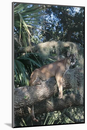 Florida Panther (Felis Concolor) on Oak Branch in Woodland Hammock, South Florida, USA-Lynn M^ Stone-Mounted Photographic Print