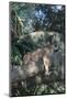 Florida Panther (Felis Concolor) on Oak Branch in Woodland Hammock, South Florida, USA-Lynn M^ Stone-Mounted Photographic Print