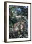 Florida Panther (Felis Concolor) on Oak Branch in Woodland Hammock, South Florida, USA-Lynn M^ Stone-Framed Photographic Print