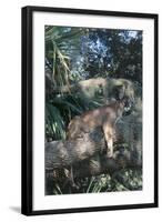 Florida Panther (Felis Concolor) on Oak Branch in Woodland Hammock, South Florida, USA-Lynn M^ Stone-Framed Photographic Print