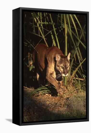 Florida Panther (Felis Concolor) Walking in Pine-Palmetto Forest, South Florida, USA-Lynn M^ Stone-Framed Stretched Canvas